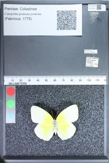 Media type: image;   Entomology 74431